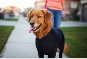 Zhongda Dog Manufacturer'S All Inclusive Four Legged Autumn And Winter New Dog Clothing Four Legged Clothing Pet Clothing Cat Elastic Product information： colour ： Four leg elastic sexy clothes are pure red, four leg elastic sexy clothes are purple, four